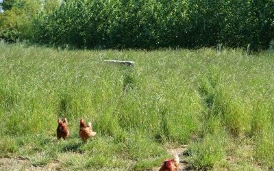 LIL-Workshop: Vermarktung regionaler Produkte aus klimagerechten Anbausystemen