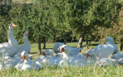 Abschluss-Workshop zur Nachhaltigkeitsbewertung von Agroforstsystemen