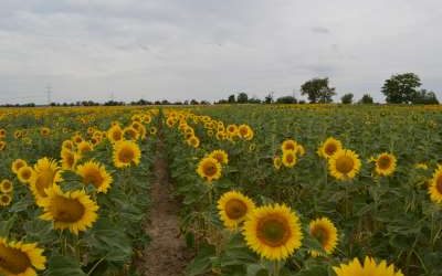 Einladung zum Workshop: Welche landwirtschaftlichen Nutzungsmaßnahmen eignen sich zur Anpassung an den Klimawandel in der Lausitz?“