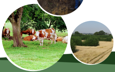 AgroBaLa-Themenblatt: Konkurrenz- und Synergieeffekte in Agroforstsystemen