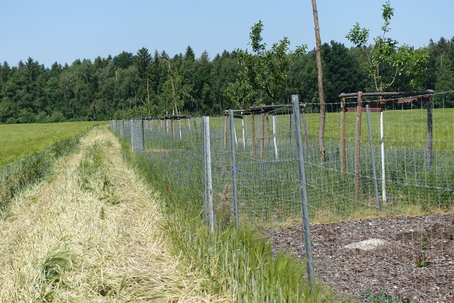 Neu angelegter Agroforst, Foto: Elke Thiele / ZALF